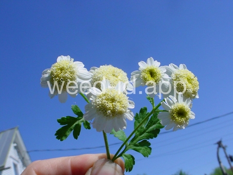 feverfew